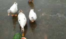 娱乐吃瓜鸭,吃瓜鸭带你探秘明星幕后故事